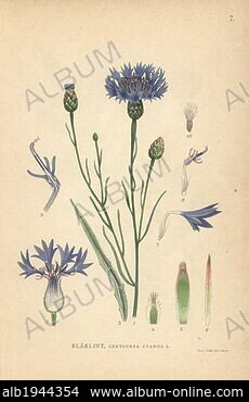 Cornflower 'Emperor William' seeds- Centaurea cyanus