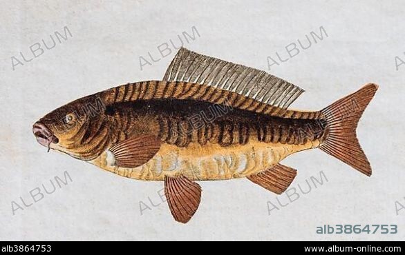 Common Carp, Cyprinus carpio