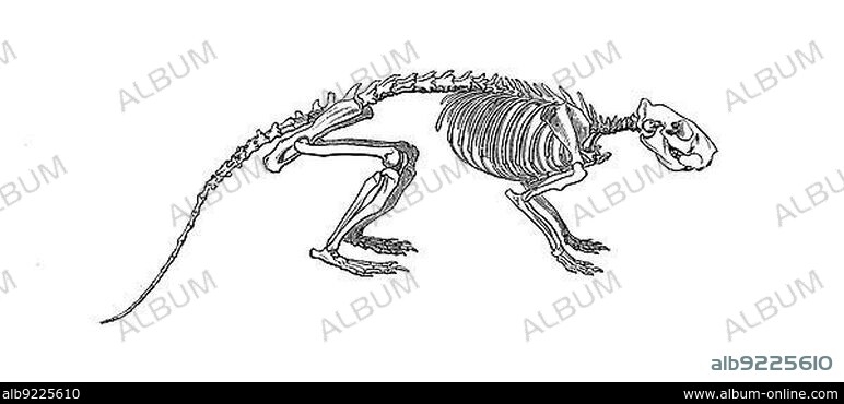 Skeleton of the cane rat, greater cane rat (Thryonomys swinderianus) is one of the two species of cane rats within the porcupine relatives, Skeleton of the cane rat, Great cane rat, Thryonomys swinderianus, Historical, digitally restored reproduction of an original from the 19th century, exact original date unknown.