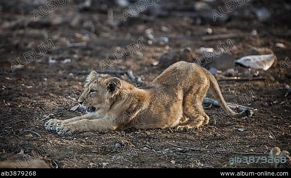 Asiatic lion (Panthera leo persica) cub stretching, Gir Interpretation Zone or Devalia Safari Park, Gir Forest National Park, Gir Forest National Park, Gujarat, India, Asia.