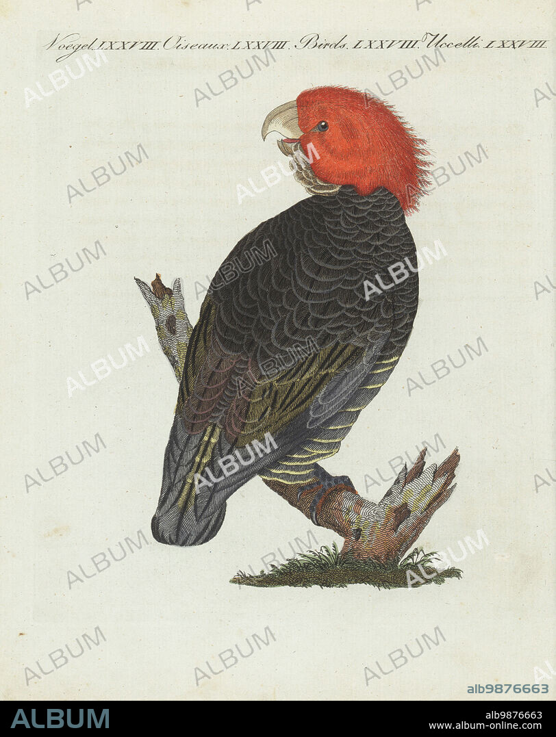 Gang-gang cockatoo, Callocephalon fimbriatum. Vulnerable. As fringe-crested cockatoo, Psittacus fimbriatus. Depicted by Royal Navy officer James Grant in his voyage to New South Wales, Australia. Handcoloured copperplate engraving from Carl Bertuch's Bilderbuch fur Kinder (Picture Book for Children), Weimar, 1810. A 12-volume encyclopedia for children illustrated with almost 1,200 engraved plates on natural history, science, costume, mythology, etc., published from 1790-1830.