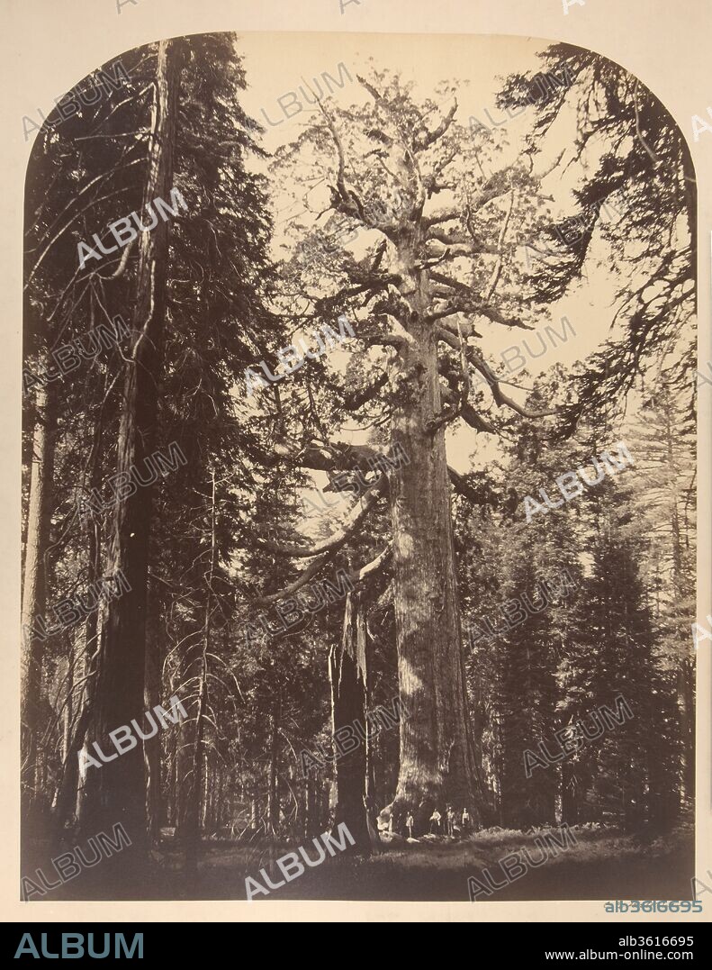 The Grisly Giant, Mariposa Grove, Yosemite. Artist: Carleton E. Watkins (American, 1829-1916). Dimensions: Image: 52.3 x 40.7; Mount: 61.4 x 54.1. Date: 1861.
When he was twenty-one Carleton Watkins left Oneonta, New York, for California, following the example of Collis P. Huntington, another Oneonta native who had moved to California to make his fortune. After a stint in Huntington's store in Sacramento, Watkins moved to San Francisco where he chanced into an apprenticeship with Robert Vance, the famous daguerreotypist. By l858 Watkins had established an independent practice, photographing mining operations and land claims for financiers who were building their careers in the lap of the new state.
In l861 Watkins traveled with one of his patrons, Trenor Park, entrepreneur of the Mariposa gold mine, on a family excursion to Yosemite, an extraordinarily beautiful valley surrounded by cliffs three thousand feet in height. Unknown to white settlers until 1849, the valley was twenty hours by stage and mule from San Francisco.  But word spread fast at the Mariposa mine, and by 1858 there were land claims, a better road, and tourists enough to support a hotel.  In 1859 C. L. Weed photographed the valley, and by 1861 Easterners had come to know of the awe-inspiring site from articles in the Boston "Evening Transcript" written by the Unitarian minister Thomas Starr King.
The thirty mammoth plate (22 x 18 inches) and one hundred stereo views that Watkins took in Yosemite in 1861 were among the first photographs of the valley sent back East.  Through Starr King, Oliver Wendell Holmes and Ralph Waldo Emerson received copies, and in l862 the photographs excited further interest when they were exhibited at Goupil's New York gallery.  It was partly on their evidence that President Lincoln signed a bill in l864 declaring the valley inviolate and leading the way to the National Parks system.
The giant sequoia tree in Watkins's photograph is eighty-six feet in circumference, two hundred twenty-five feet high, and some three thousand years old. Grisly Giant, as the tree is known, helped clinch the notion that Yosemite was a relict of Eden in North America.