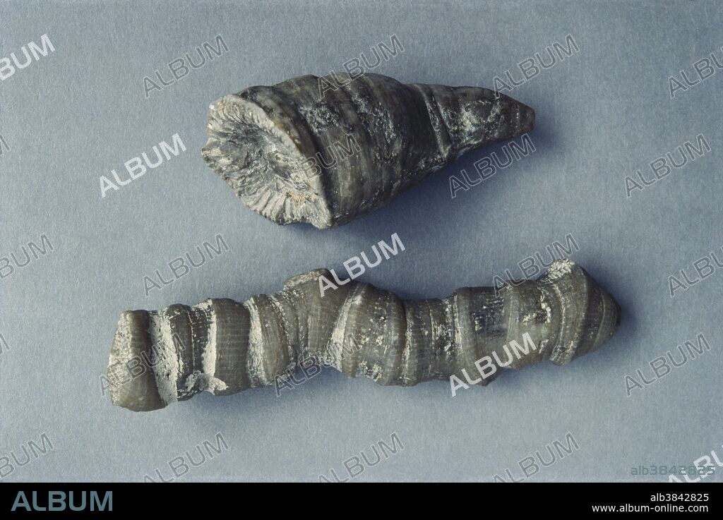 Rugose coral fossils (Cyathophyllum sp.).  Cyathophyllum is found in limestones and calcareous shales from the Devonian Period.  The longer specimen is 70 mm long.