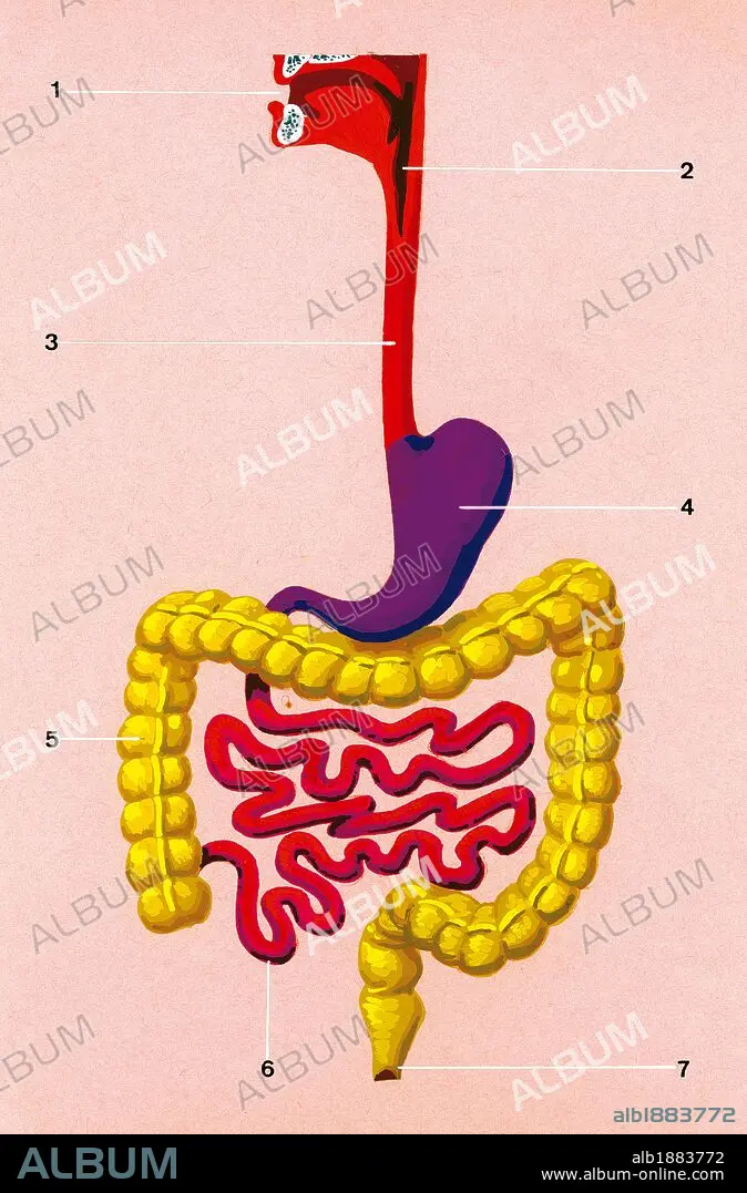 Vector Isolated Illustration Of Digestive System Stock Illustration -  Download Image Now - Digestive System, Sublingual, Abdomen - iStock
