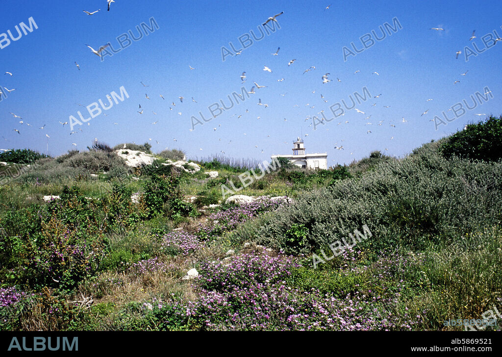 Baix Empordà : Parc Naturel des Îles Medas ; "Isla Gran" avec lumière et mouettes. (Baix Empordà/Côte Courageuse).