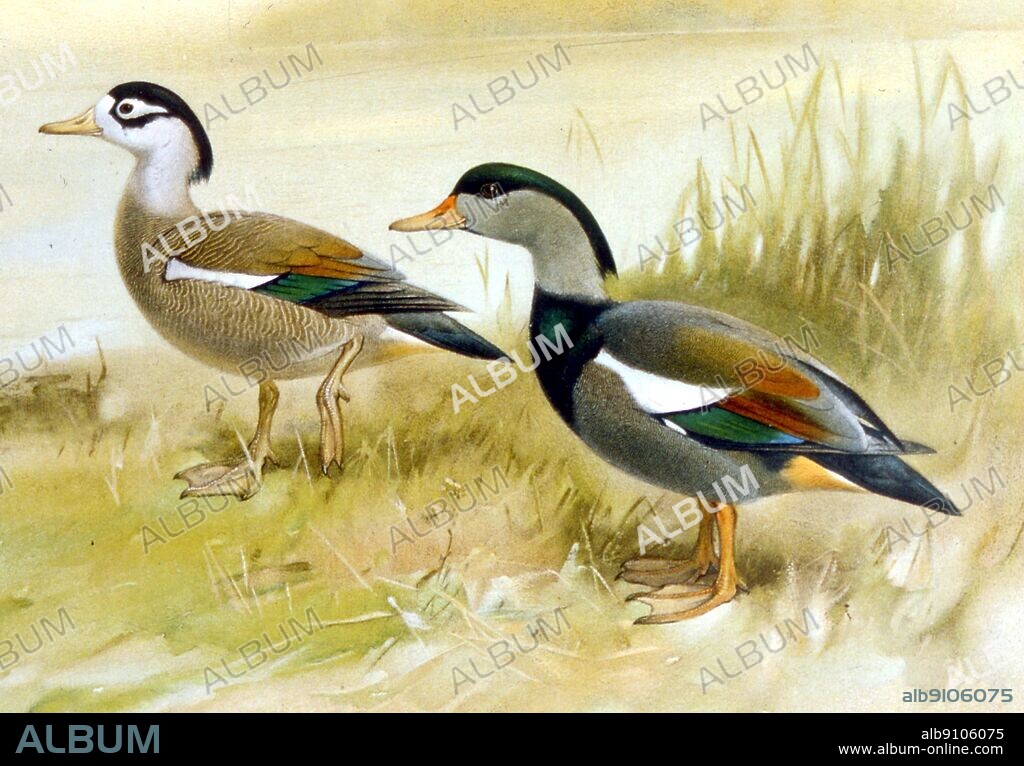 Korean Crested Shelducks by N. Kobayashi from J.C. Phillips's Naural History of the Ducks, Vol. 1 (Boston, 1922), Pl.101 - Length of bird 63-71cm (25-28in).