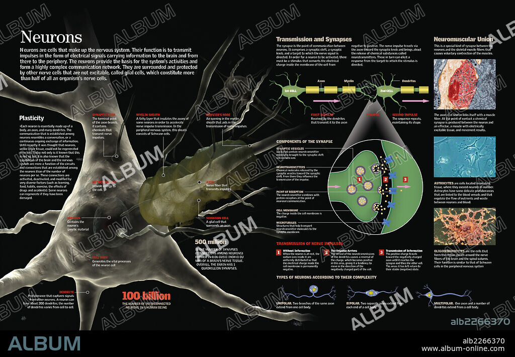 neurons. Infographic of the different types of neurons and the process they carry out in order to transmit information from the center to the periphery and back.