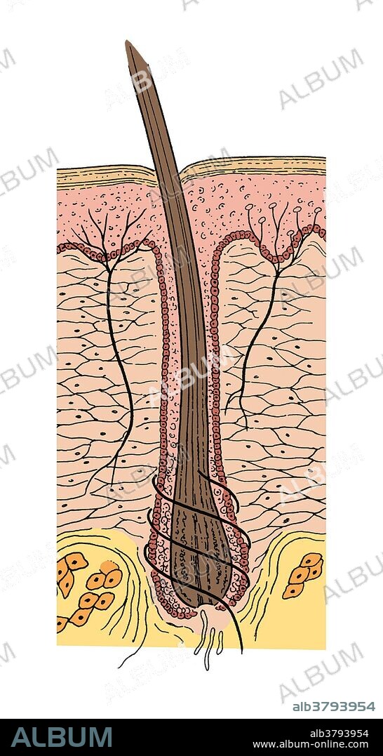 Cross-sectional diagram of the skin, showing the epidermis, dermis, and subcutaneous layers, along with the hair and hair shaft, nerves, fatty tissue, etc.