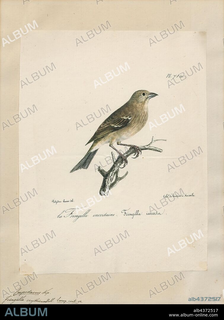 Carpodacus erythrinus, Print, The common rosefinch (Carpodacus erythrinus) or scarlet rosefinch is the most widespread and common rosefinch of Asia and Europe., 1825-1830.
