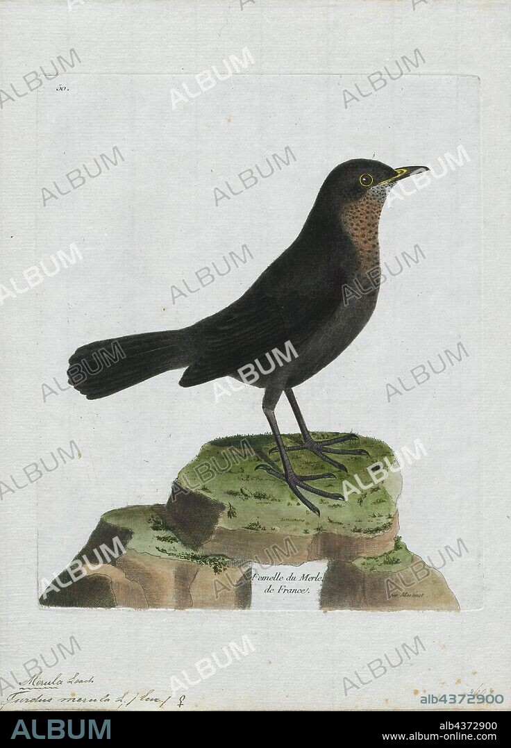 Turdus merula, Print, The common blackbird (Turdus merula) is a species of true thrush. It is also called Eurasian blackbird (especially in North America, to distinguish it from the unrelated New World blackbirds), or simply blackbird where this does not lead to confusion with a similar-looking local species. It breeds in Europe, Asia, and North Africa, and has been introduced to Australia and New Zealand. It has a number of subspecies across its large range; a few of the Asian subspecies are sometimes considered to be full species. Depending on latitude, the common blackbird may be resident, partially migratory, or fully migratory., 1790-1796.