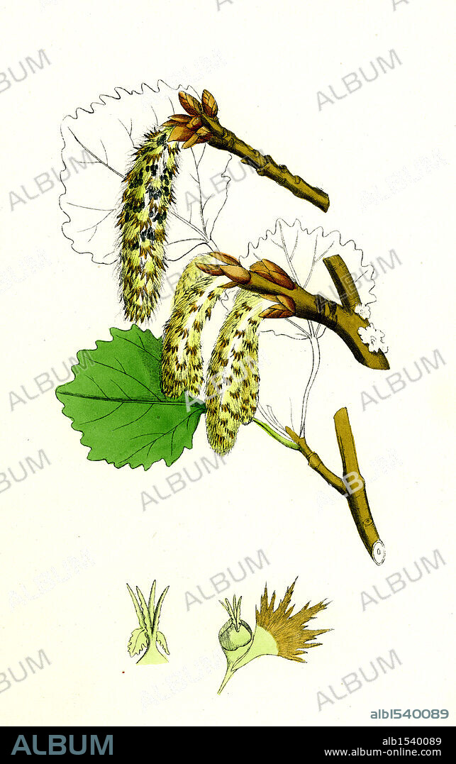 Populus tremula; Aspen.