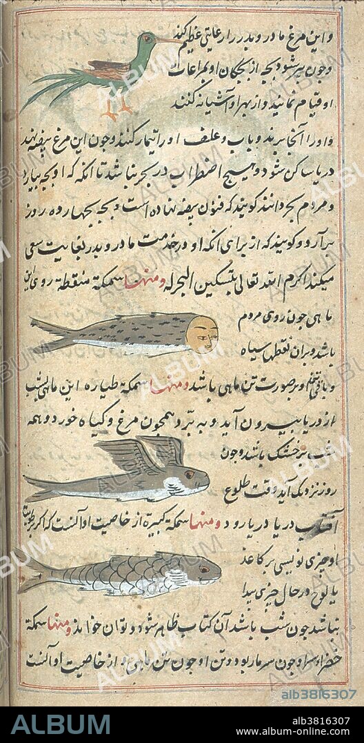 Four mythical creatures: A long-tailed green bird, a human-headed fish, a flying fish, and a large fish. From 'Aja'ib al-makhluqat wa-ghara'ib al-mawjudat (Marvels of Things Created and Miraculous Aspects of Things Existing) by Abu Yahya Zakariya' ibn Muhammad al-Qazwini (1203-1283) an Arab physician, astronomer, geographer and proto-science fiction writer. Neither the copyist nor illustrator is named, and the copy is undated. The nature of paper, script, ink, and illustrations suggests that it was produced in western India in the 18th century.