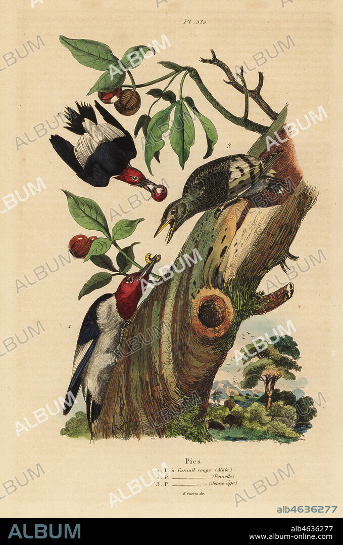 Three-toed woodpecker, Picoides tridactylus, male, female and juvenile outside nest. Pic a camel rouge. Handcoloured steel engraving by du Casse after an illustration by Adolph Fries from Felix-Edouard Guerin-Meneville's Dictionnaire Pittoresque d'Histoire Naturelle (Picturesque Dictionary of Natural History), Paris, 1834-39.