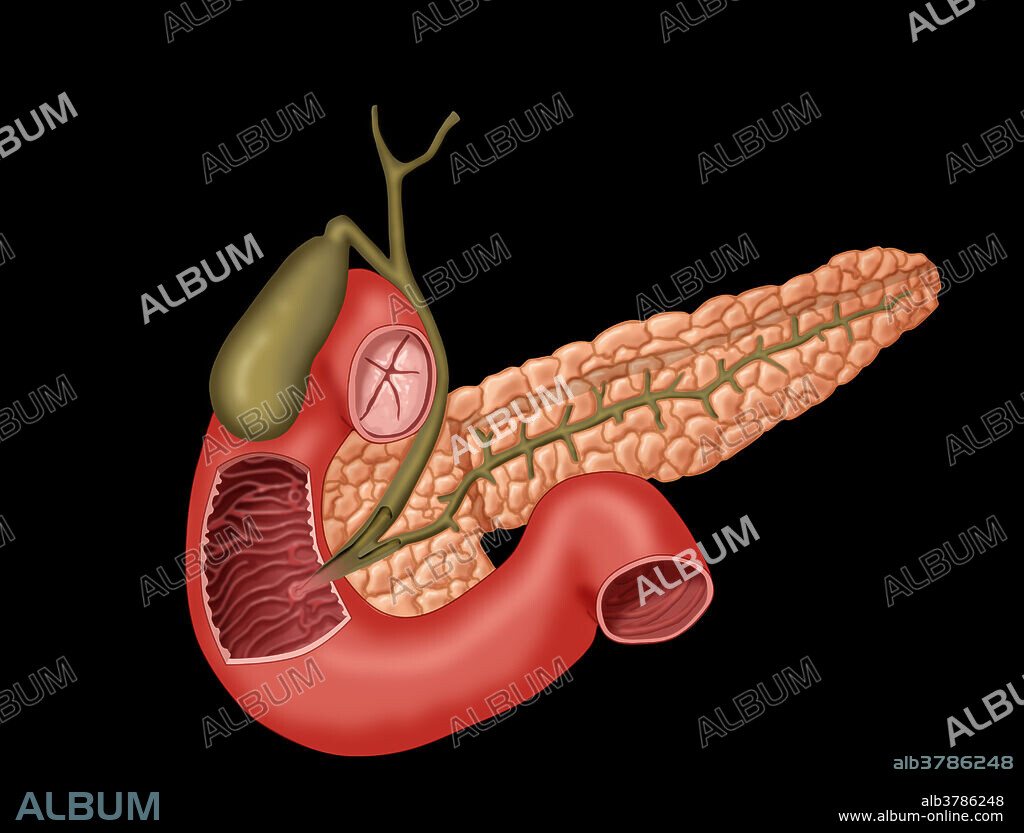 Illustration of gallbladder with bile ducts and pancreatic duct (all green), the pancreas (pinkish-orange), and duodenum (pink). The duodenum is cutaway to show the common bile duct ending in the sphincter of Oddi and the major duodenal papilla.