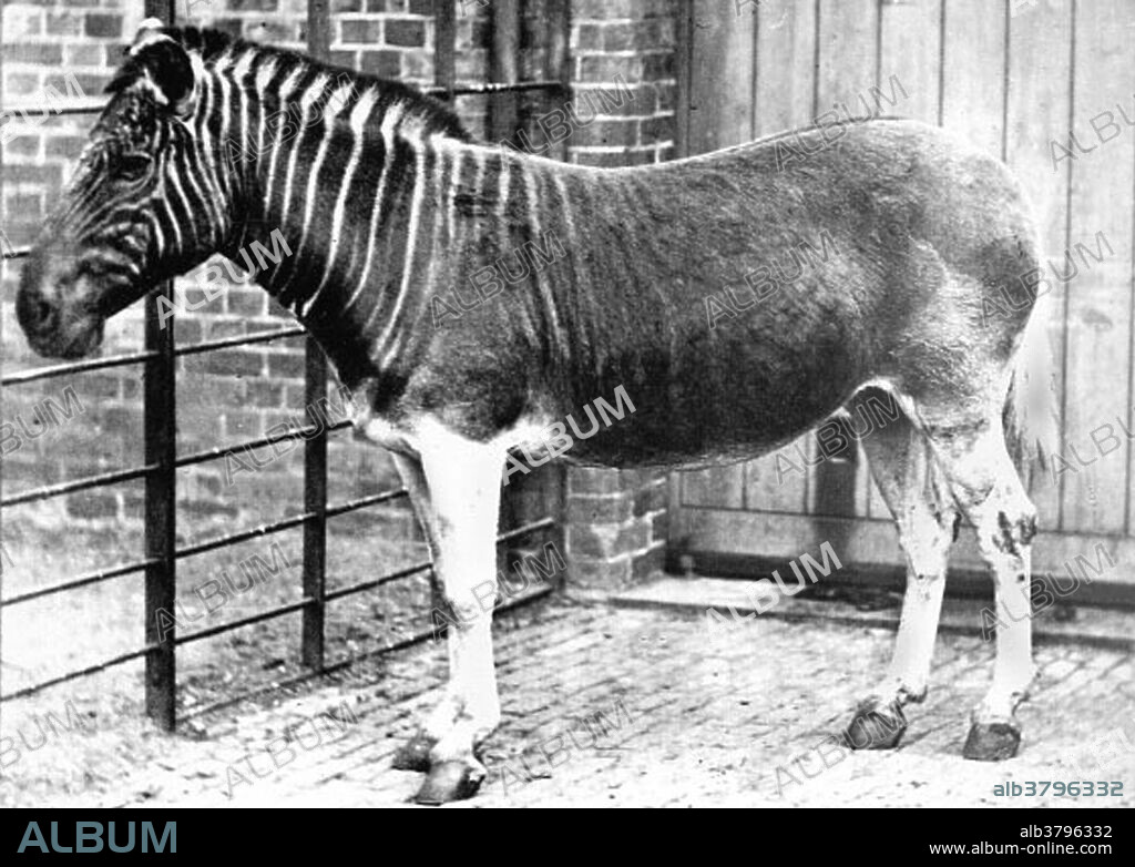 Live Quagga in Zoo, London, 1870 - Album alb3796332