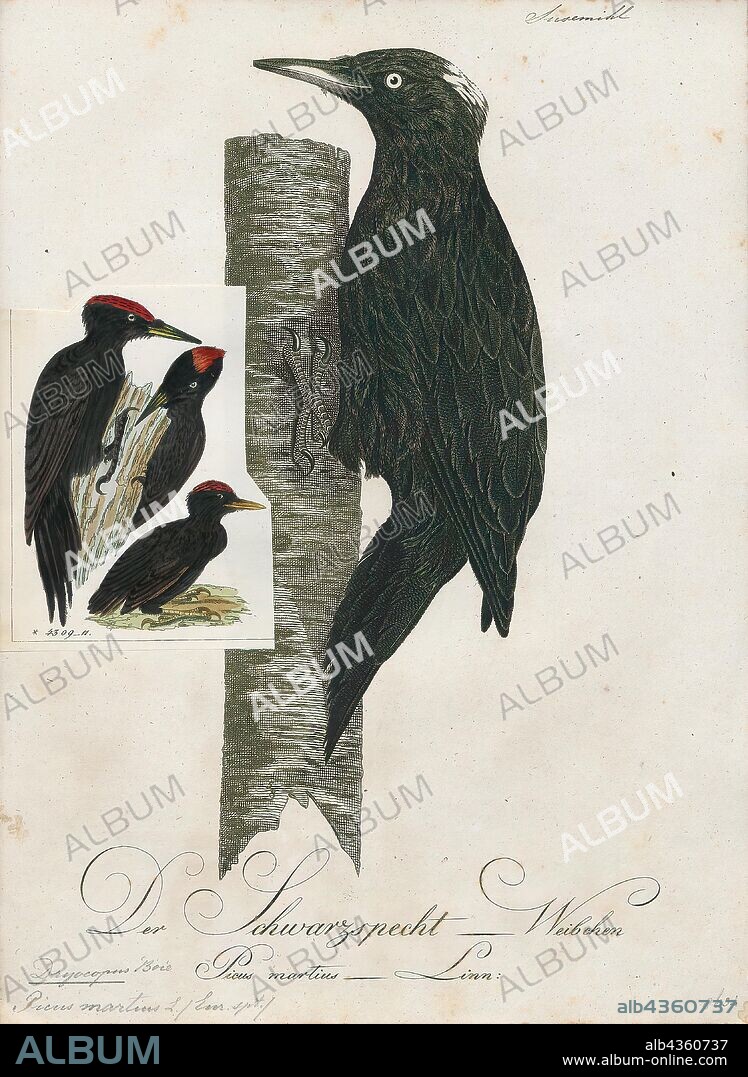 Dryocopus martius, Print, The black woodpecker (Dryocopus martius) is a large woodpecker that lives in mature forest across the northern Palearctic. It is the sole representative of its genus in that region. Its range is expanding in Eurasia. It does not migrate. This species is closely related to, and fills the same ecological niche in Europe as, the pileated woodpecker of North America., 1800-1812.