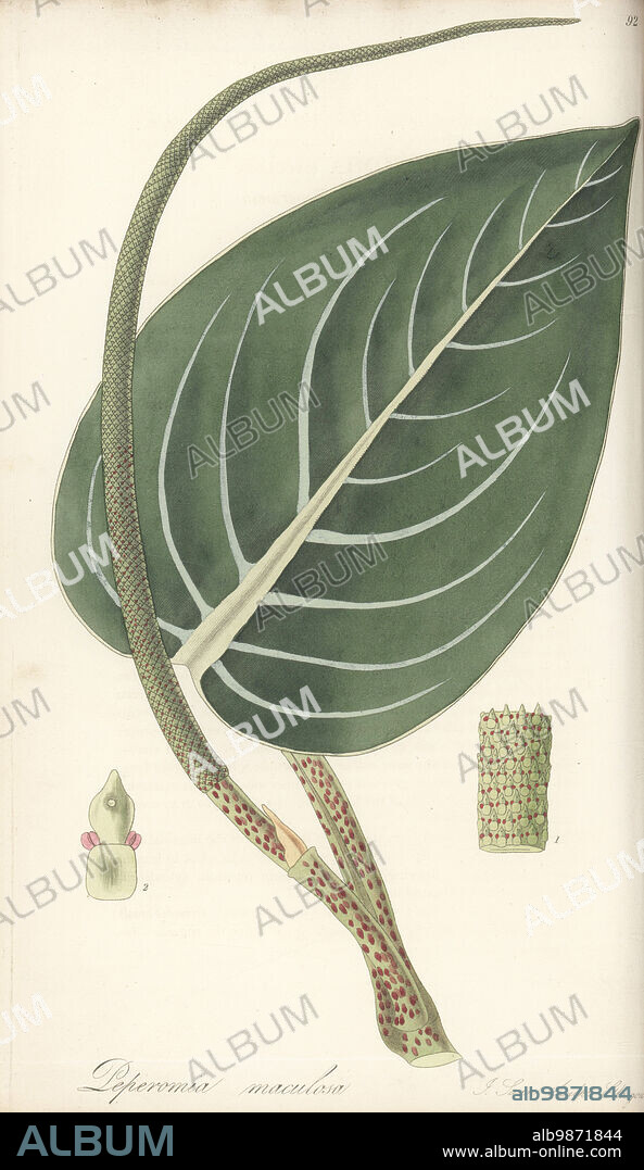 Spotted-stalked peperomia, Peperomia maculosa. Discovered by botanist Charles Plumier in St. Domingo (Haiti), introduced by nurseryman George Loddiges. Piper maculosum. Handcoloured copperplate engraving by Joseph Swan after a botanical illustration by William Jackson Hooker from his Exotic Flora, William Blackwood, Edinburgh, 1823-27.