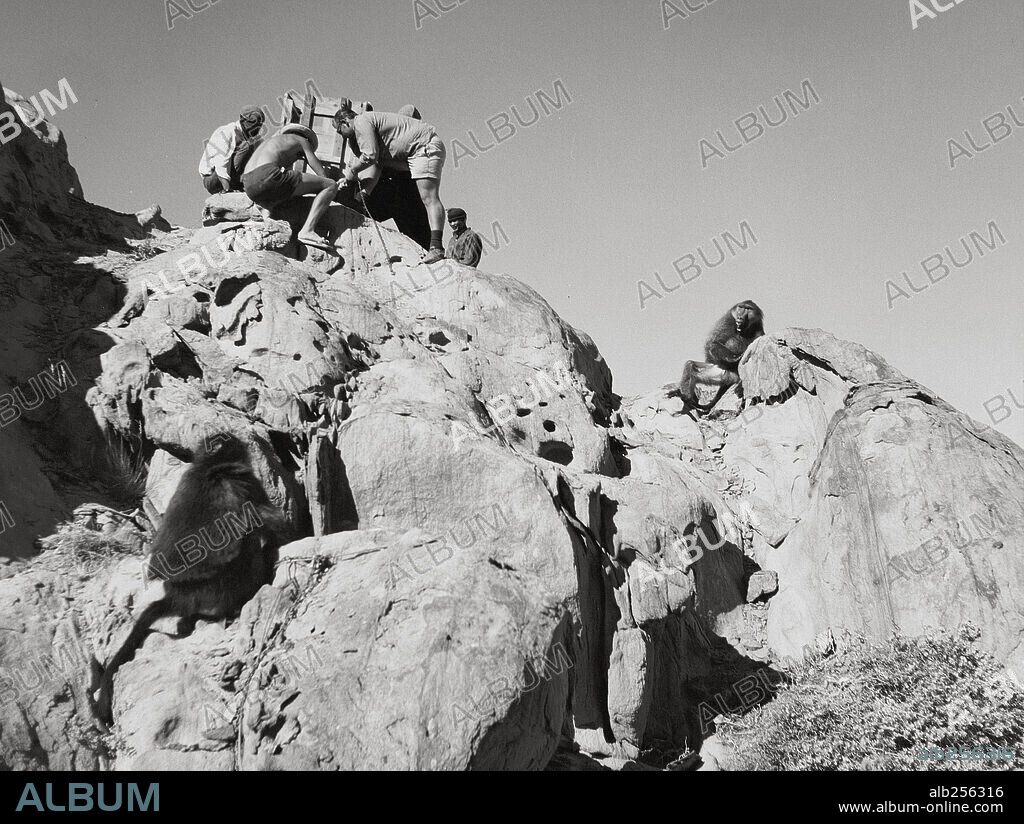 SANDS OF THE KALAHARI, 1965, directed by CY ENDFIELD. Copyright ...