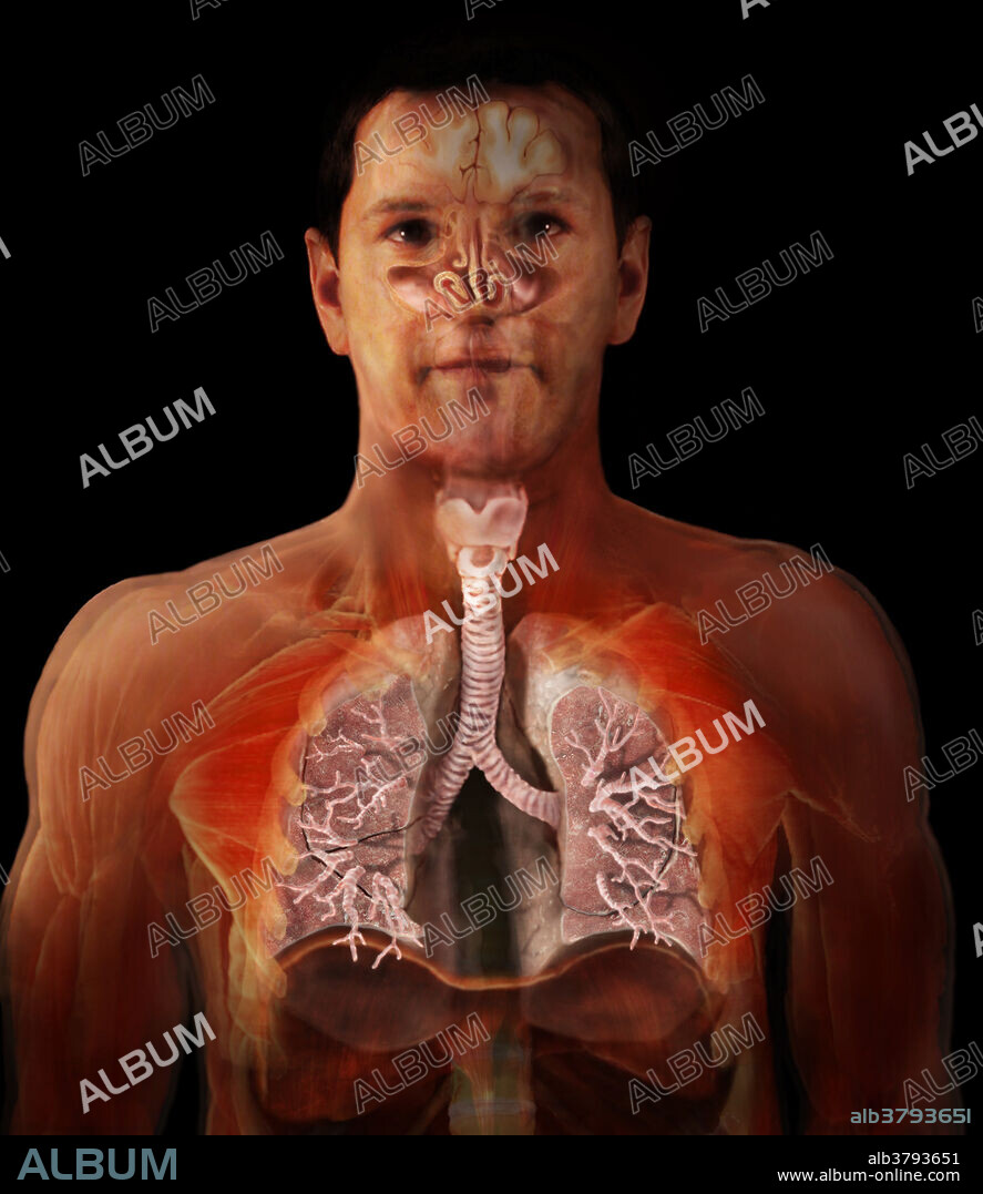 Anterior oblique view of the lungs and trachea reconstructed from scanned human data. Muscular and compact, the respiratory system consists of branching tubes that perform two functions: moving large volumes of air in and out of the body and providing oxygen to the blood, while removing carbon dioxide.