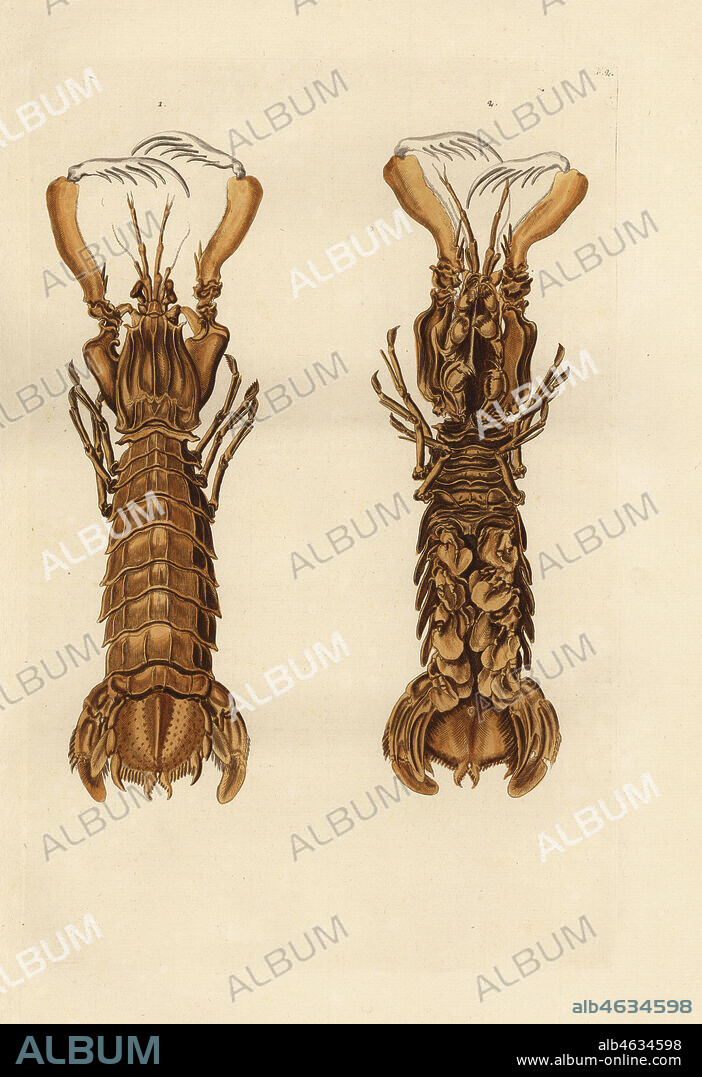 Mantis shrimp, Squilla mantis (Le Squille de sable terrestre, Cancer macrourus). Handcoloured copperplate engraving by Georg Wolfgang Knorr from his Deliciae Naturae Selectae of Kabinet van Zeldzaamheden der Natuur, Blusse and Son, Nuremberg, 1771. Specimens from a Wunderkammer or Cabinet of Curiosities owned by Dr. Christoph Jacob Trew in Nuremberg.