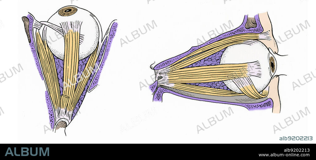 Anatomical illustration of the muscles of the eye in superior view (on left) and left lateral view (on right). The superior view shows the medial rectus, superior oblique, superior rectus, lateral rectus, and levator palprebrae superioris. The left lateral view shows the levator palpebrae, the superior rectus, the inferior rectus, the inferior oblique and the frontal sinus.