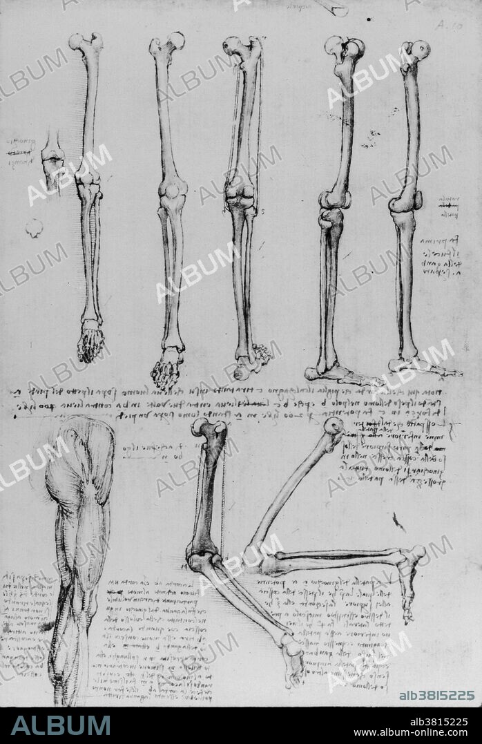 Anatomical drawings by Leonardo Da Vinci.