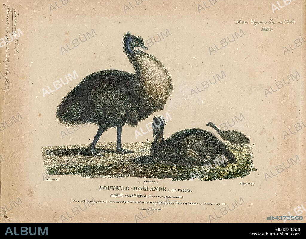Dromaius ater, Print, The emu (Dromaius novaehollandiae) is the second-largest living bird by height, after its ratite relative, the ostrich. It is endemic to Australia where it is the largest native bird and the only extant member of the genus Dromaius. The emu's range covers most of mainland Australia, but the Tasmanian, Kangaroo Island and King Island subspecies became extinct after the European settlement of Australia in 1788. The bird is sufficiently common for it to be rated as a least-concern species by the International Union for Conservation of Nature., 1807-1824.