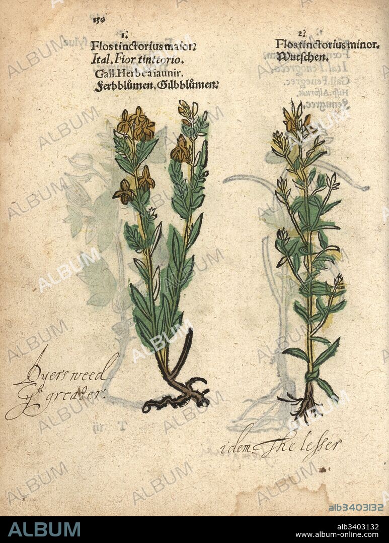 Dyer's weed or German greenweed, Genista germanica. Handcoloured woodblock engraving of a botanical illustration from Adam Lonicer's Krauterbuch, or Herbal, Frankfurt, 1557. This from a 17th century pirate edition or atlas of illustrations only, with captions in Latin, Greek, French, Italian, German, and in English manuscript.