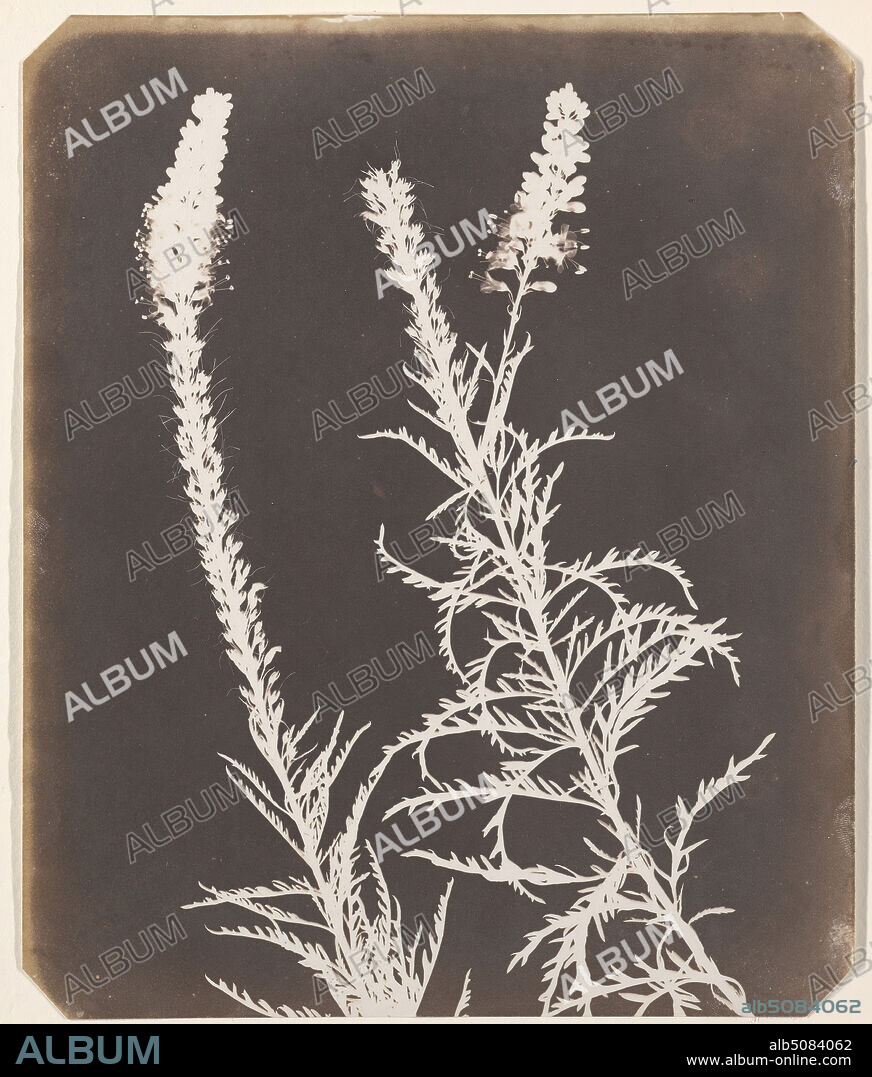 Veronica in Bloom, William Henry Fox Talbot, 18001877, British, between 1843 and 1844, Salted paper print on medium, slightly textured, cream wove paper, Sheet: 9 × 7 1/2 inches (22.9 × 19.1 cm) and Mount: 14 × 11 inches (35.6 × 27.9 cm), botanical subject, leaves.