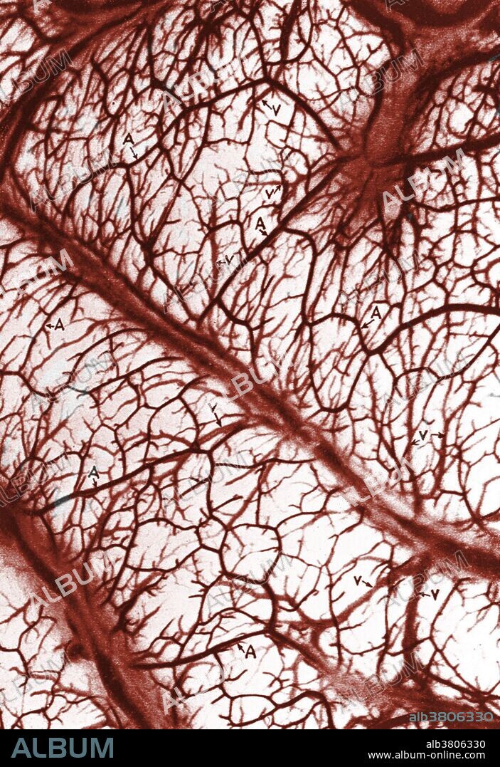 Arteries and veins of the brain (labeled "A" and "V" on the image). Ernst Scharrer. Ernst and Berta Scharrer were German-American neuroscientists who founded the discipline of neuroendocrinology in the mid-20th century.