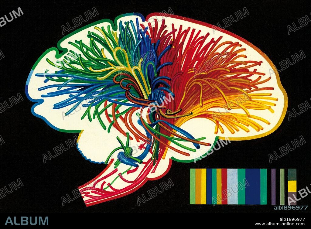 Brain. Nerve fibers in the brain that are involved in the analysis of the memory's sensations and thinking. Drawing. Color.