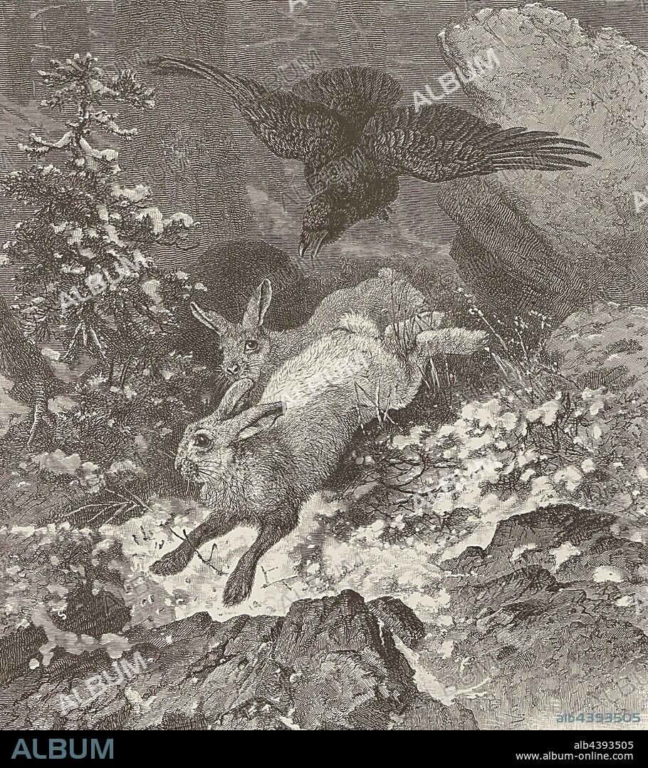 Alpine hare and raven, Illustration of two Alpine hare and a raven from the 19th century, signed: F. Specht, X. J. v. Chr., A. Closs, Bothe, Fig. 140, p. 155, Specht, Fr.; Closs, Adolf; Bothe (sc.), Woldemar Kaden: Das Schweizerland: eine Sommerfahrt durch Gebirg und Thal. Stuttgart: Engelhorn, 1875.