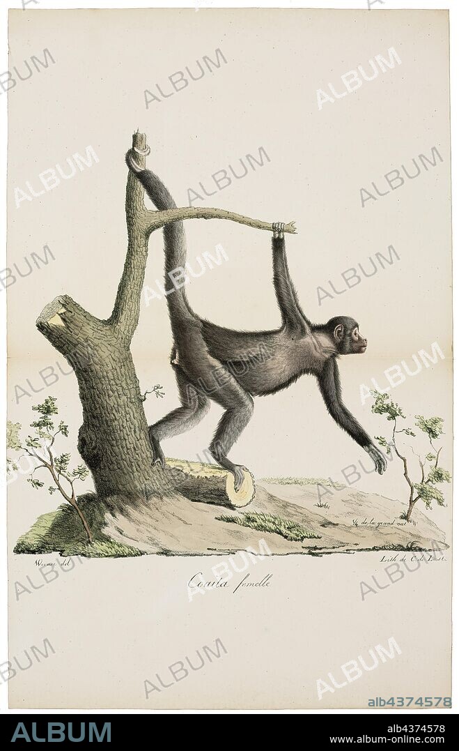 Ateles paniscus, Print, The red-faced spider monkey (Ateles paniscus) also known as the Guiana spider monkey or red-faced black spider monkey, is a species of spider monkey found in the rain forests in northern South America., 1818-1842.