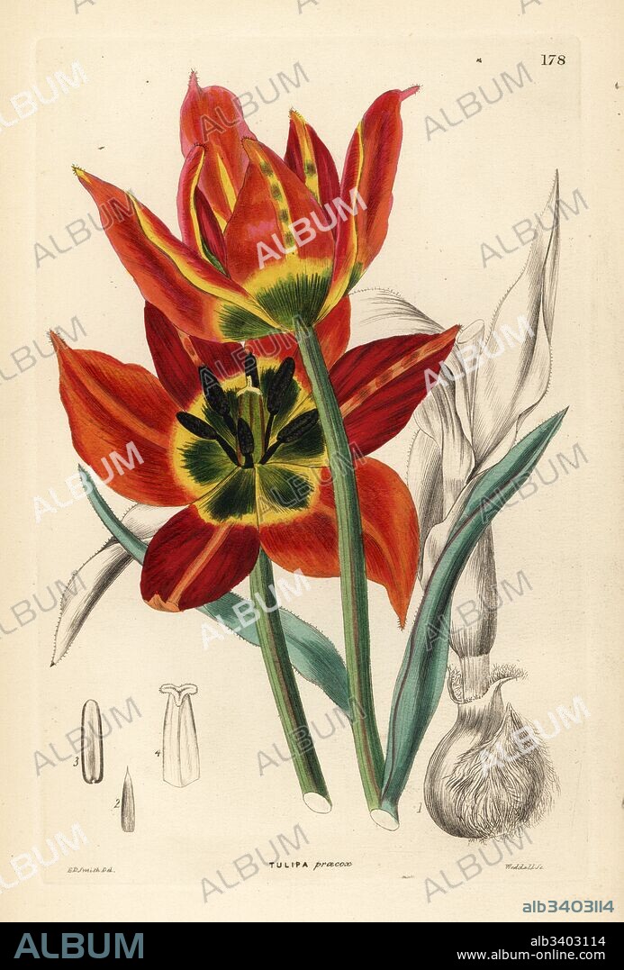 Tulipa agenensis (Early-flowered tulip, Tulipa praecox). Handcoloured copperplate engraving by Weddell after Edwin Dalton Smith from John Lindley and Robert Sweet's Ornamental Flower Garden and Shrubbery, G. Willis, London, 1854.