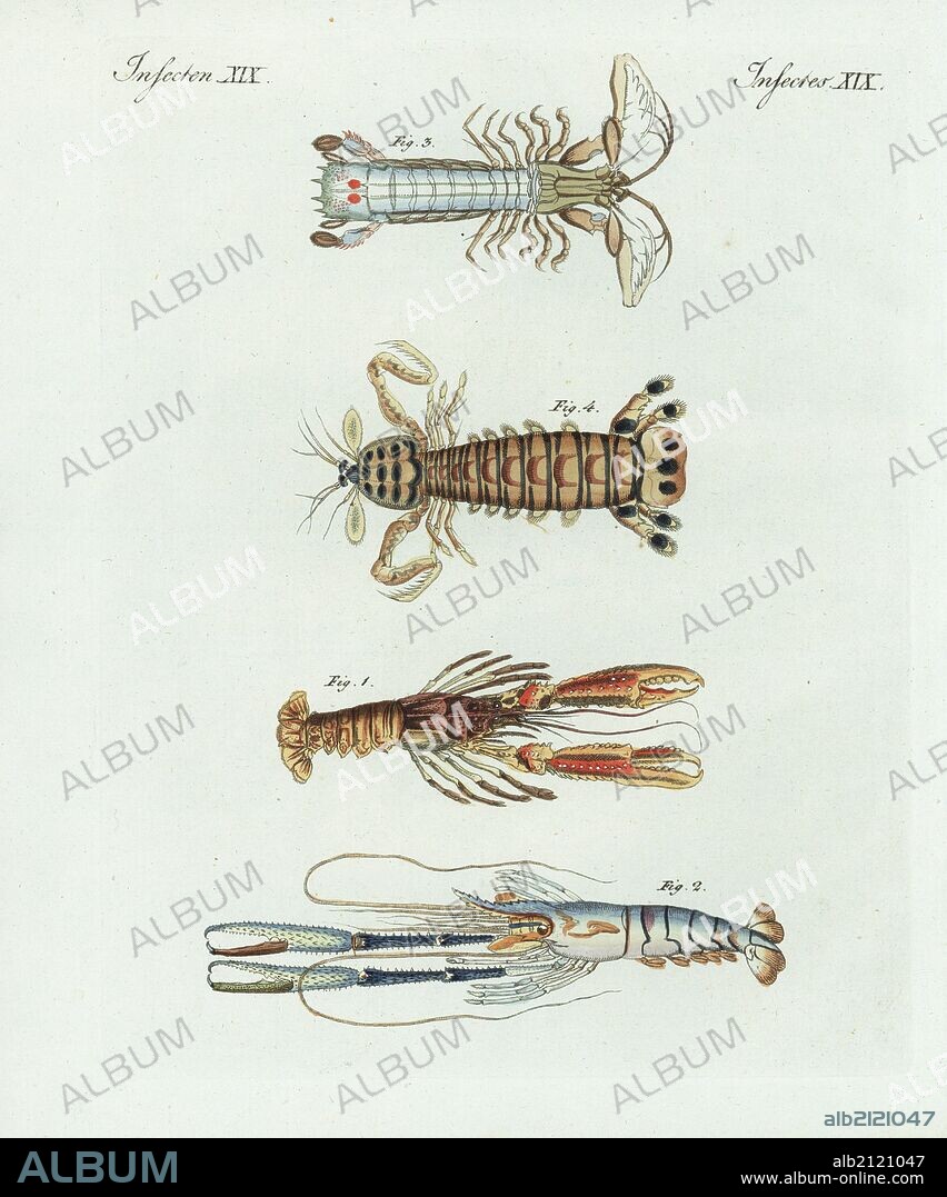 Scampi, Nephrops norvegicus 1, shrimp, Macrobrachium carcinus 2, crayfish species 3, and mantis shrimp, Squilla mantis 4. Handcoloured copperplate engraving from Bertuch's "Bilderbuch fur Kinder" (Picture Book for Children), Weimar, 1798. Friedrich Johann Bertuch (1747-1822) was a German publisher and man of arts most famous for his 12-volume encyclopedia for children illustrated with 1,200 engraved plates on natural history, science, costume, mythology, etc., published from 1790-1830.