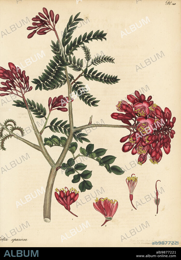 Schotia afra. Lenticus-leaved schotia, Schotia speciosa. From Africa, in the collection of radical quack Isaac Swainson's Botanic Gardens, Twickenham. Copperplate engraving drawn, engraved and hand-coloured by Henry Andrews from his Botanical Register, Volume 5, self-published in Knightsbridge, London, 1804.