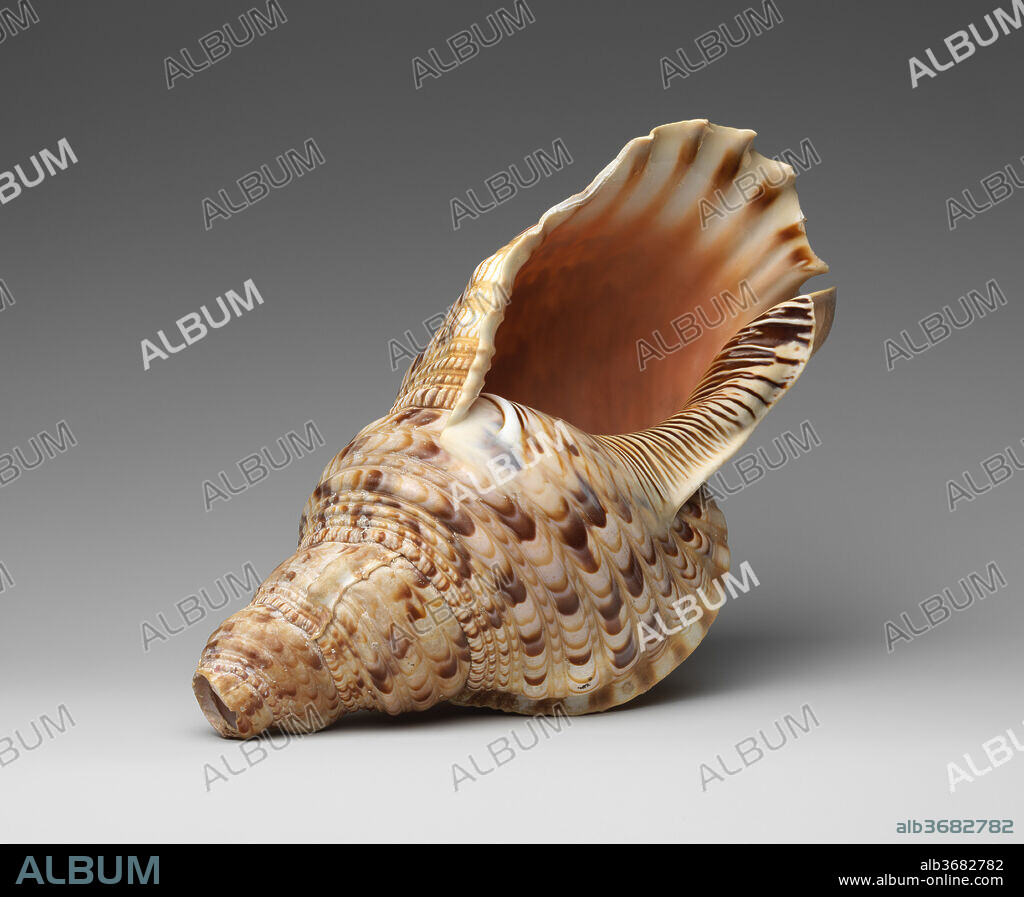 Conch Shell Trumpet. Culture: Melanesian. Dimensions: 12 × 6 in. (30.5 × 15.2 cm). Date: late 19th century.