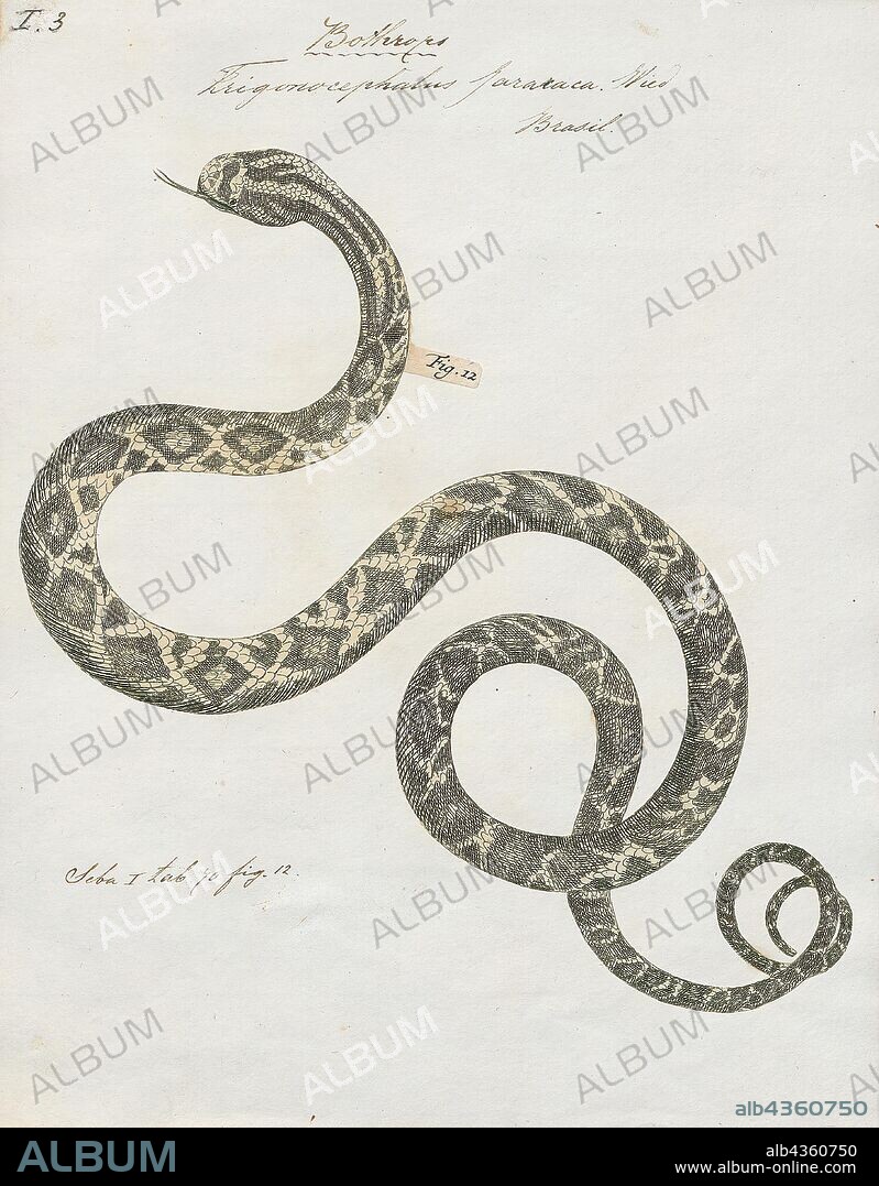 Trigonocephalus jararaca, Print, Bothrops jararaca — known as the jararaca (or the yarara) — is a species of pit viper endemic to southern Brazil, Paraguay, and northern Argentina. The specific name, jararaca, is derived from the Tupi words yarará and ca, which mean "large snake". Within its geographic range, it is often abundant and is an important cause of snakebite. No subspecies are currently recognized., 1700-1880.