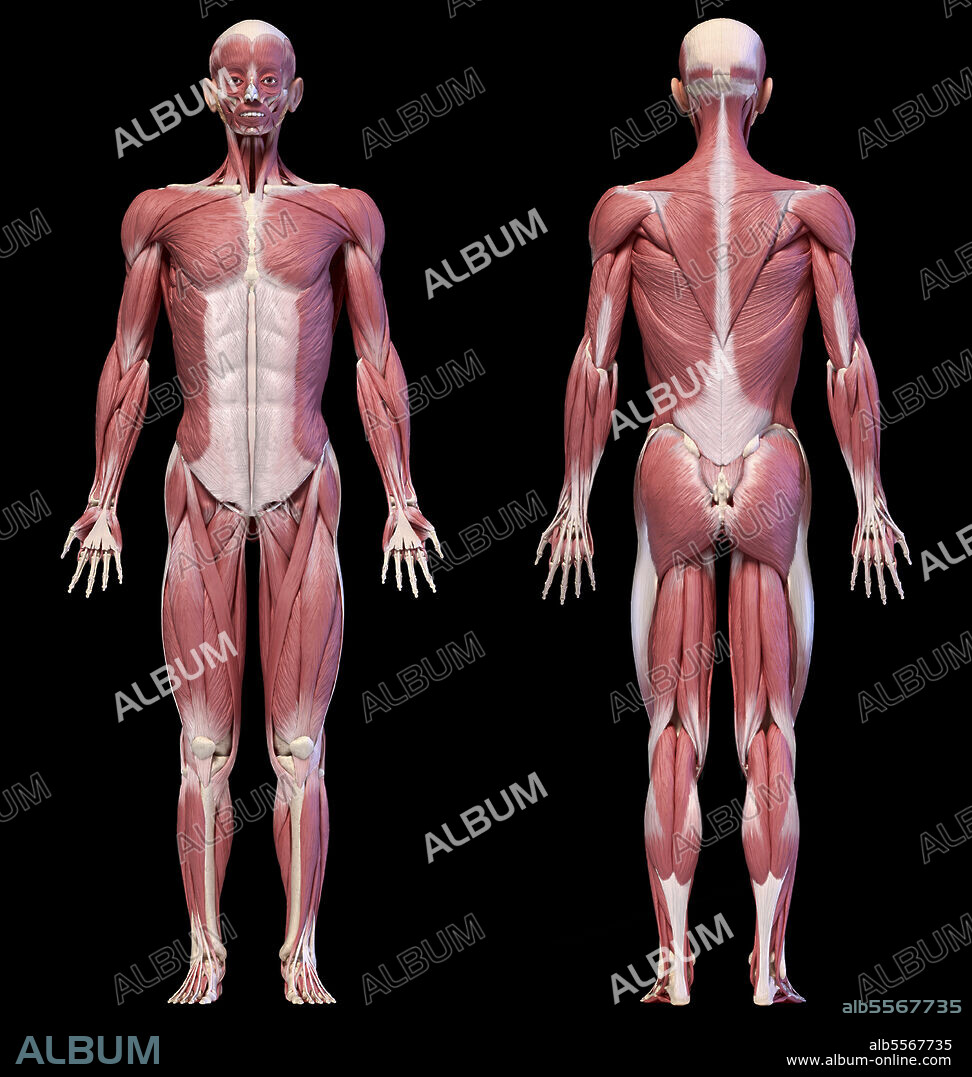 Male Abdominal Muscle Anatomy  Abdominal muscles anatomy, Muscle anatomy,  Human anatomy and physiology