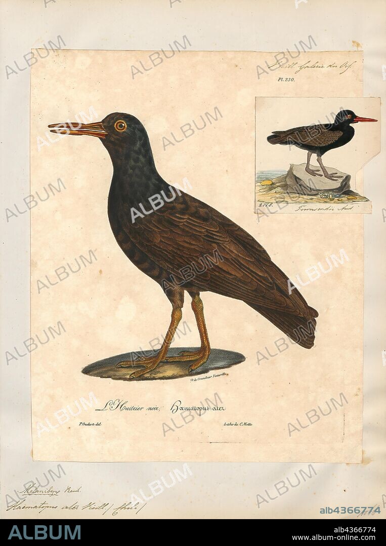 Haematopus ater, Print, The blackish oystercatcher (Haematopus ater) is a species of wading bird in the oystercatcher family Haematopodidae. It is found in Argentina, Chile, the Falkland Islands and Peru, and is a vagrant to Uruguay. The population is estimated at 15, 000-80, 000., 1825-1834.