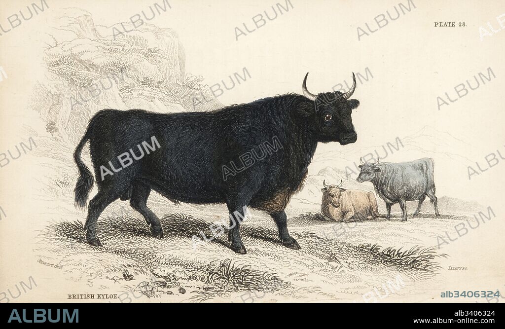 British Kyloe or Highland cattle, Bos (primigenius) taurus. Handcoloured steel engraving by Lizars after an illustration by James Stewart from William Jardine's Naturalist's Library, Edinburgh, 1836.