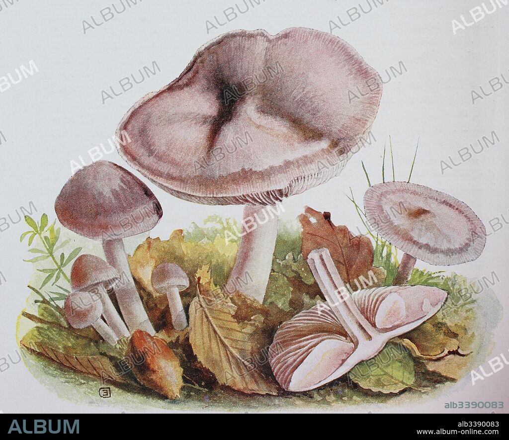 Mycena rosea, commonly known as the rosy bonnet, digital reproduction of an ilustration of Emil Doerstling (1859-1940).