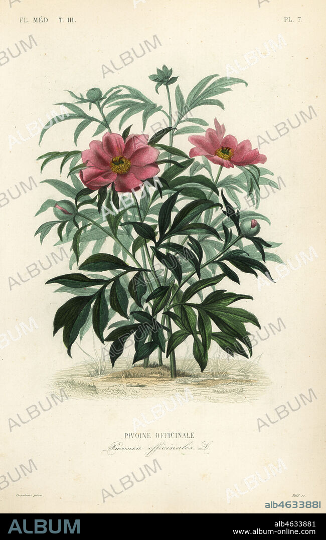 Common peony or garden peony, Paeonia officinalis, Pivoine officinale. Handcoloured steel engraving by Alphonse-Leon Noel after a botanical illustration by Charles Louis Constans from Pierre Oscar Reveil, A. Dupuis, Fr. Gerard and Francois Herincqs La Regne Vegetal: Flore Medicale, L. Guerin, Paris, 1864-1871.