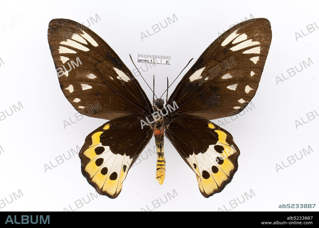 Pinned, Ornithoptera paradisea, Animalia, Arthropoda, Insecta, Lepidoptera, Papilionidae, Papilioninae.