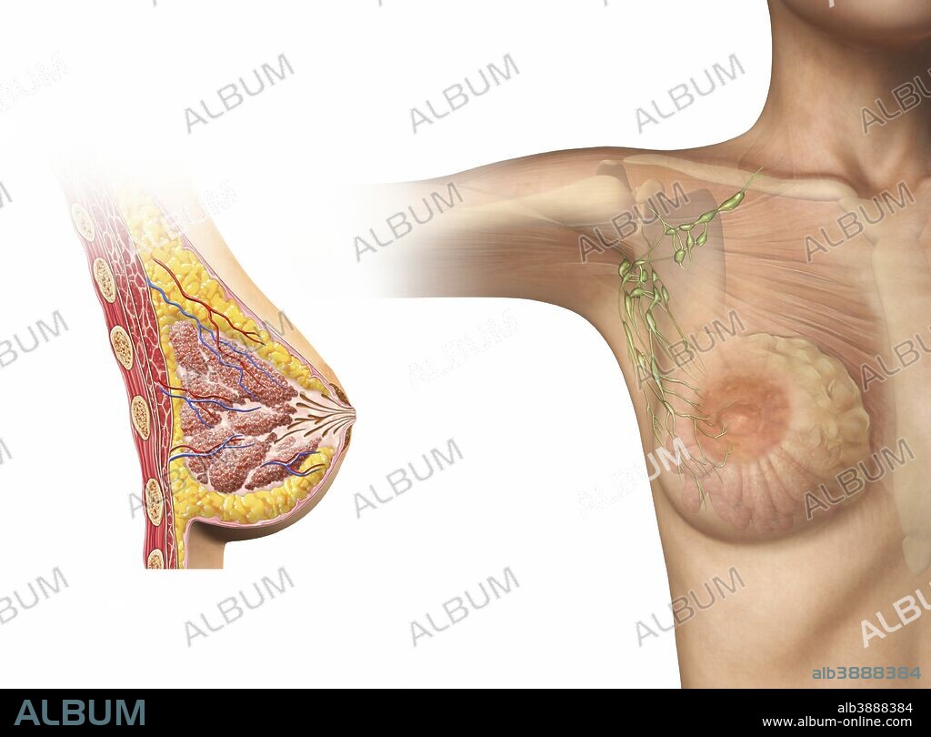 A diagram of the human female breast, including a cutaway, and