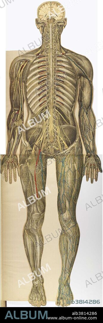 Anatomical atlas "Le corps humain et grandeur naturelle" by Julien BouglÃ©, 1899. Andreas Vesalius was the first to publish a treatise, De humani corporis fabrica, with a detailed series of explanations and vivid drawings of the anatomical parts of human bodies. His approach was highly controversial (he dissected the corpses himself), but his evident skill led to his appointment as professor of surgery and anatomy at the University of Padua. The study of anatomy continued to flourish in the 17th and 18th centuries. The advent of the printing press facilitated the exchange of ideas. Because the study of anatomy concerned observation and drawings, the popularity of the anatomist was equal to the quality of his drawing talents. The history of anatomy in the 19th century saw anatomists largely finalize and systematize the descriptive human anatomy of the previous century. No biographical data I can be found for Julien BouglÃ©, French anatomist.