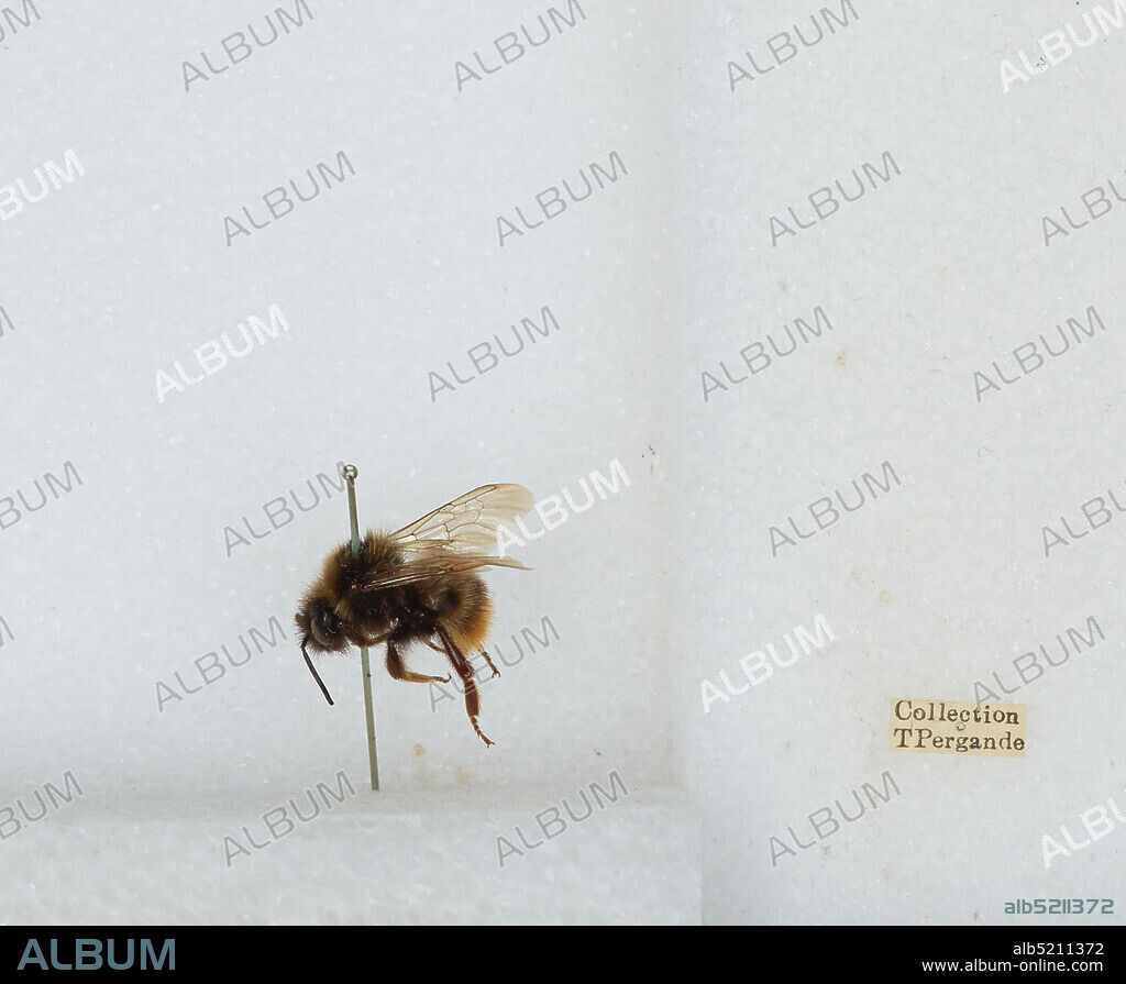 Bombus (Psithyrus) rupestris (Fabricius), Animalia, Arthropoda, Insecta, Hymenoptera, Apidae, Apinae.