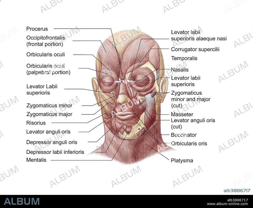 Facial muscles of the human face with labels . Album alb3886717