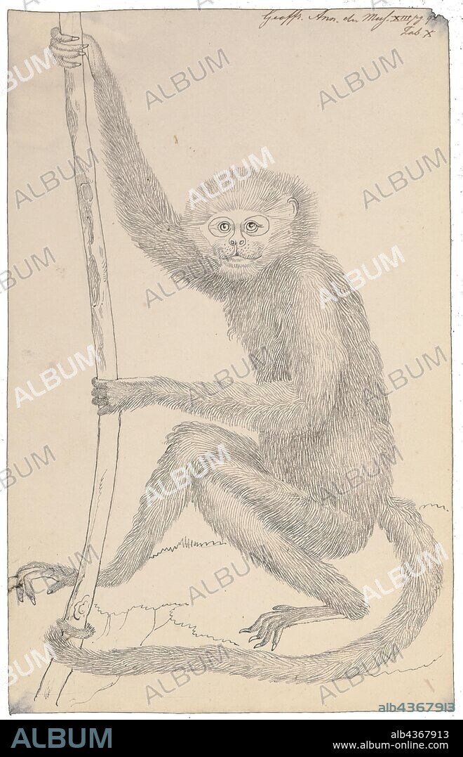 Ateles marginatus, Print, The white-cheeked spider monkey (Ateles marginatus) is a species of spider monkey, a type of New World monkey, endemic to Brazil. It moves around the forest canopy in small family groups of two to four, part of larger groups of a few dozen animals. This monkey feeds on leaves, flowers, fruits, bark, honey and small insects, and it is an important means of seed dispersal for forest trees. Females give birth after a 230-day gestation period. The population of this monkey is decreasing as its forest habitat is lost to soybean production, deforestation and road construction. It is also regarded as a delicacy and hunted for food. For these reasons, the International Union for Conservation of Nature has assessed the animal's conservation status as being "endangered"., 1809.