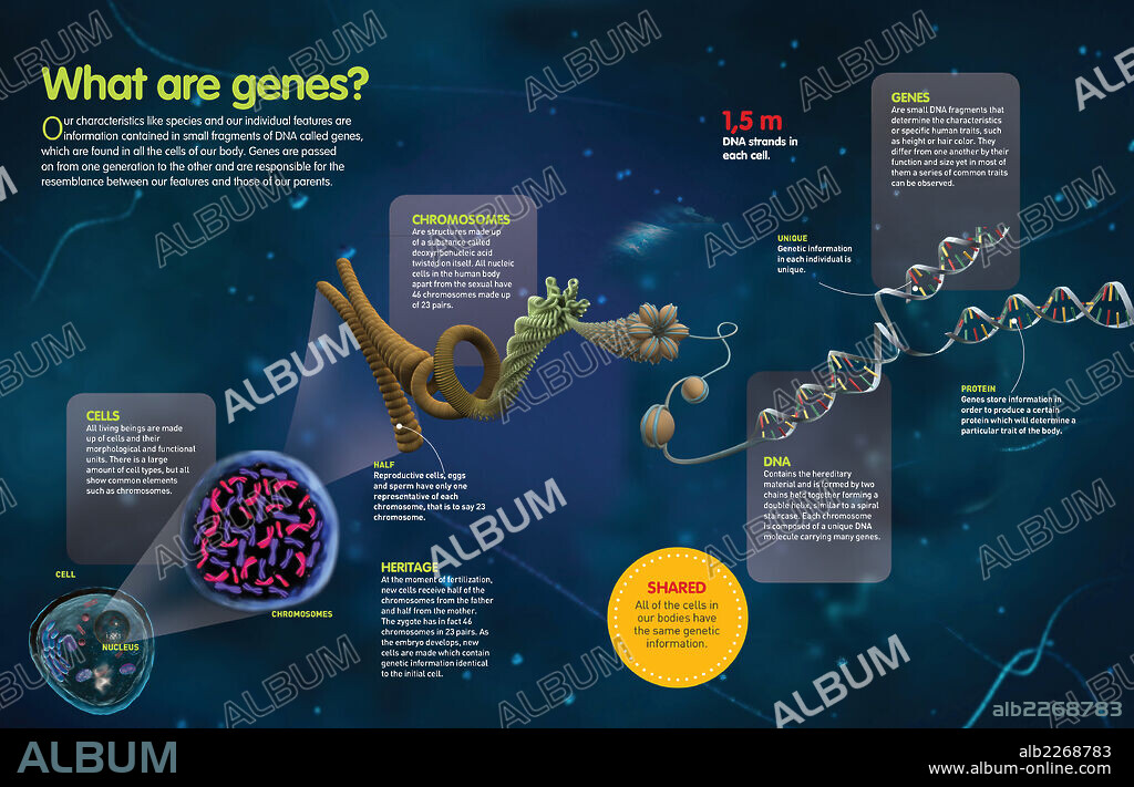 What are genes?. Infographic about genes, their function, structure and location in human cells.